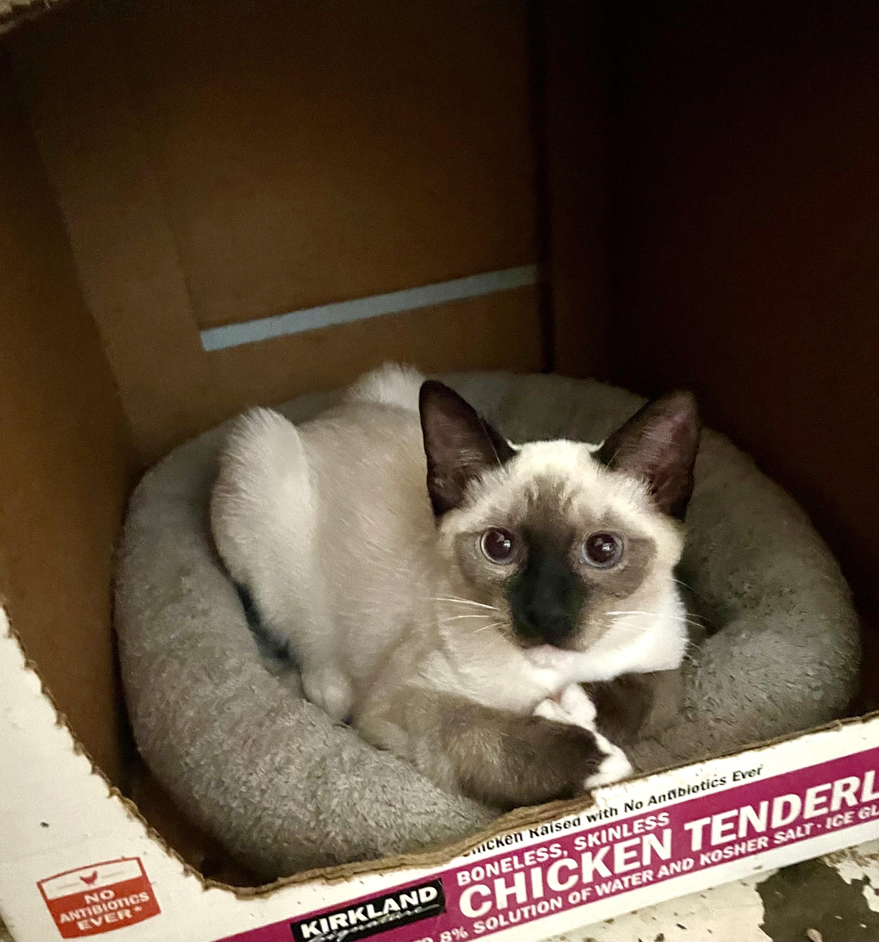 Enlarge Prince, a Adopted mixed breed in Mission Viejo, CA image 2/4