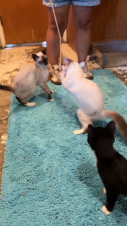 Enlarge Prince, a Adopted mixed breed in Mission Viejo, CA video 4/4