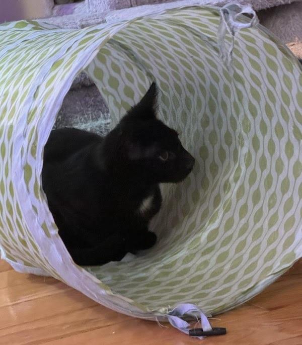 The Phantom (Erik), Adopted, Kitten Male Domestic Short Hair.