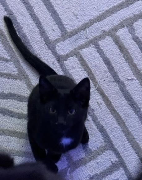 The Phantom (Erik), a Adopted mixed breed in Parkville, MD image 2/4