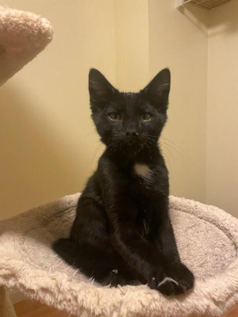 The Phantom (Erik), a Adopted mixed breed in Parkville, MD image 3/4