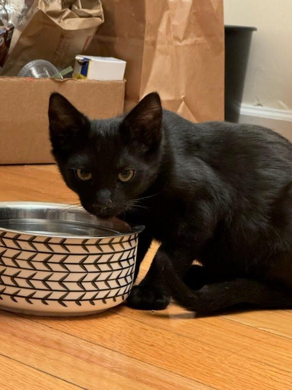 The Phantom (Erik), a Adopted mixed breed in Parkville, MD image 4/4