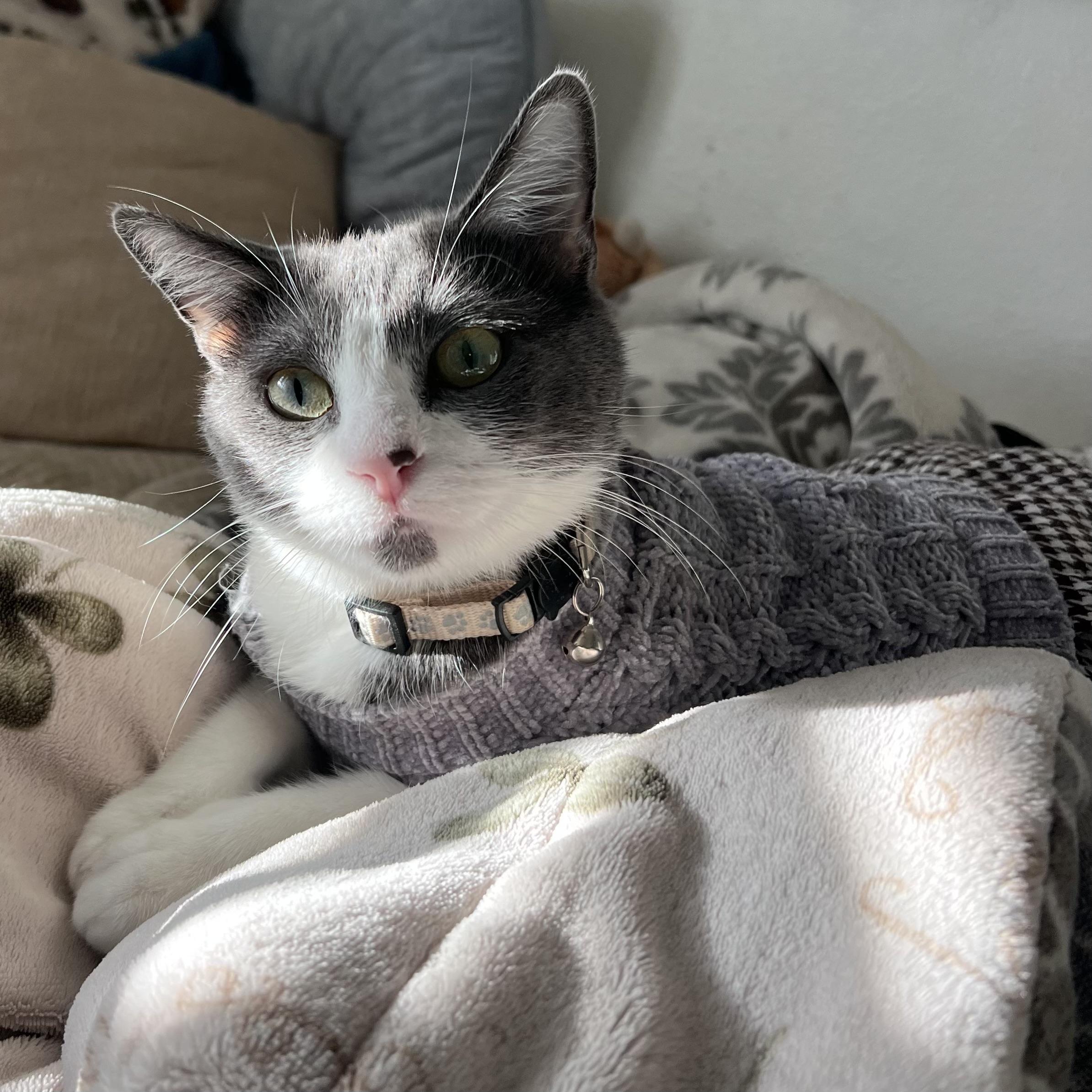 Enlarge Ayla, a Adoptable Domestic Short Hair in Los Angeles, CA image 1/6