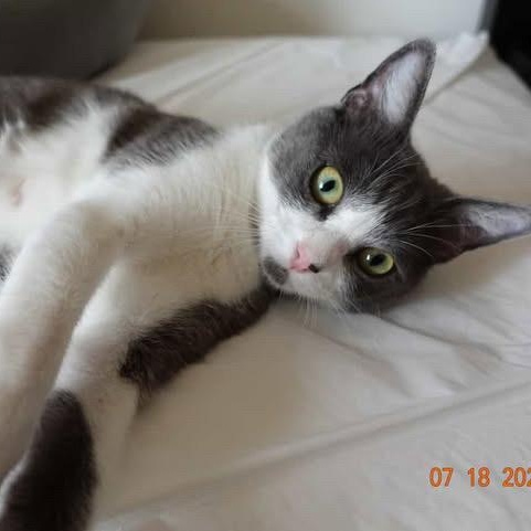 Enlarge Ayla, a Adoptable Domestic Short Hair in Los Angeles, CA image 4/6