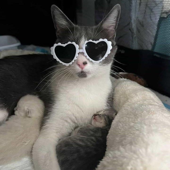 Enlarge Ayla, a Adoptable Domestic Short Hair in Los Angeles, CA image 5/6