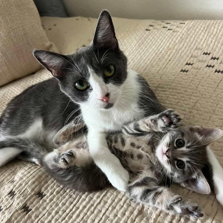 Enlarge Ayla, a Adoptable Domestic Short Hair in Los Angeles, CA image 6/6