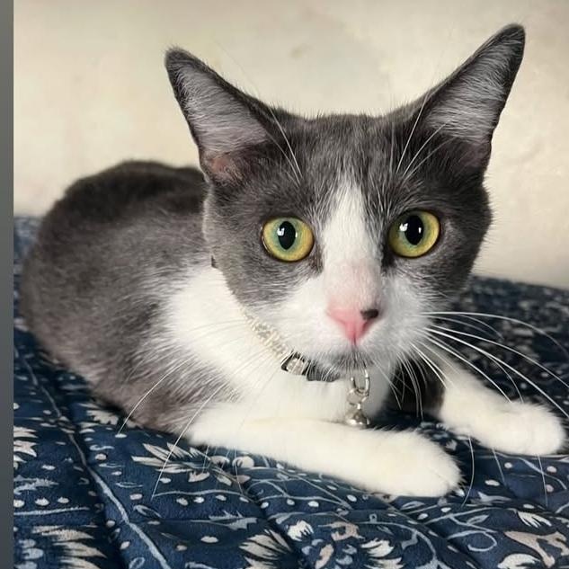 Enlarge Ayla, a Adoptable Domestic Short Hair in Los Angeles, CA image 3/6