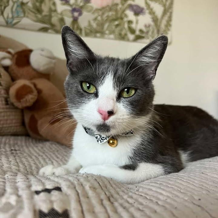 Ayla Domestic Short Hair Cat