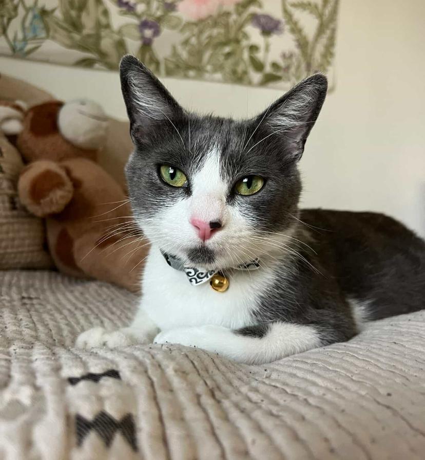 Enlarge Ayla, a Adoptable Domestic Short Hair in Los Angeles, CA image 2/6