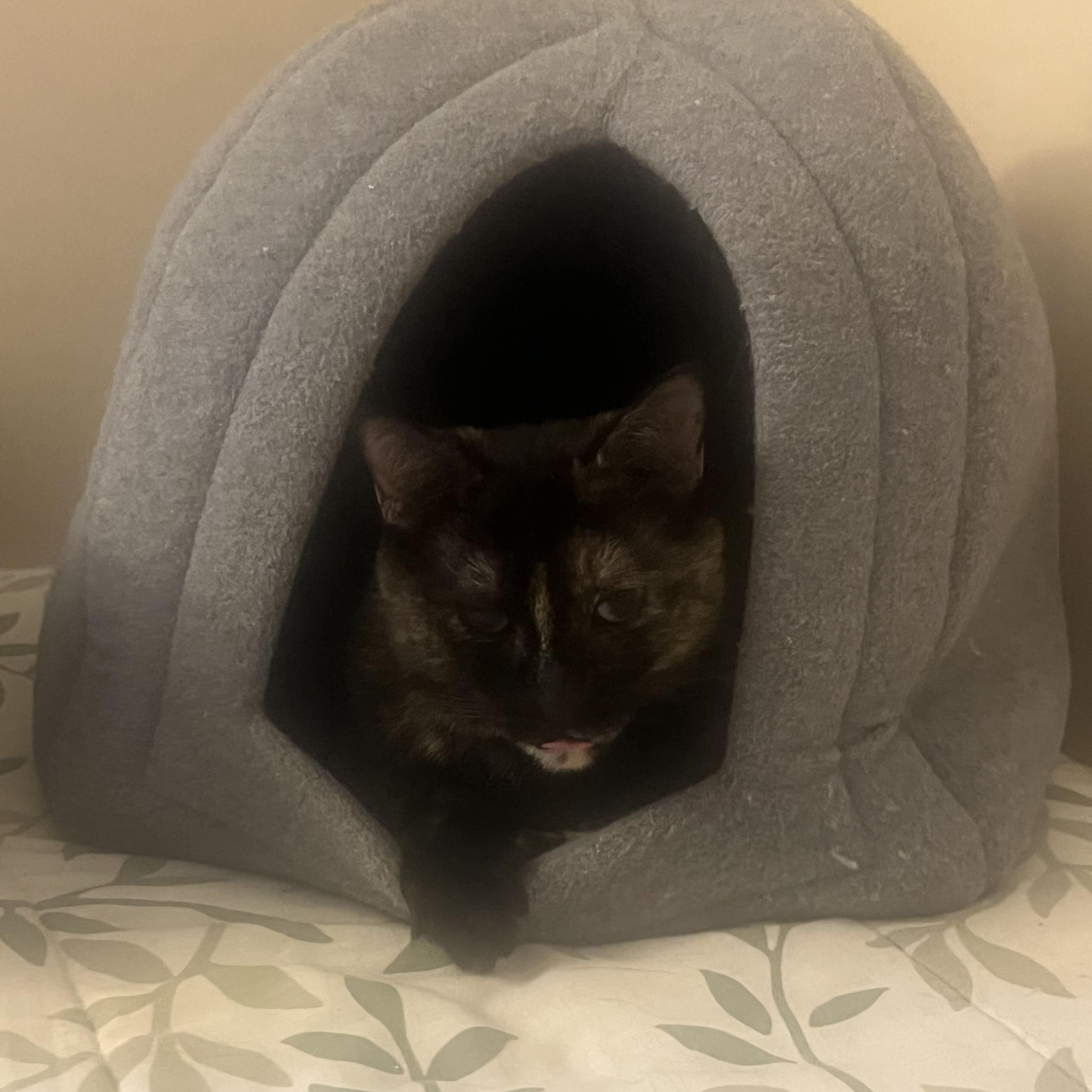 Enlarge Maggie @ Pet Supplies Plus Woodhaven, a Adoptable Tortoiseshell in Woodhaven, MI image 3/6