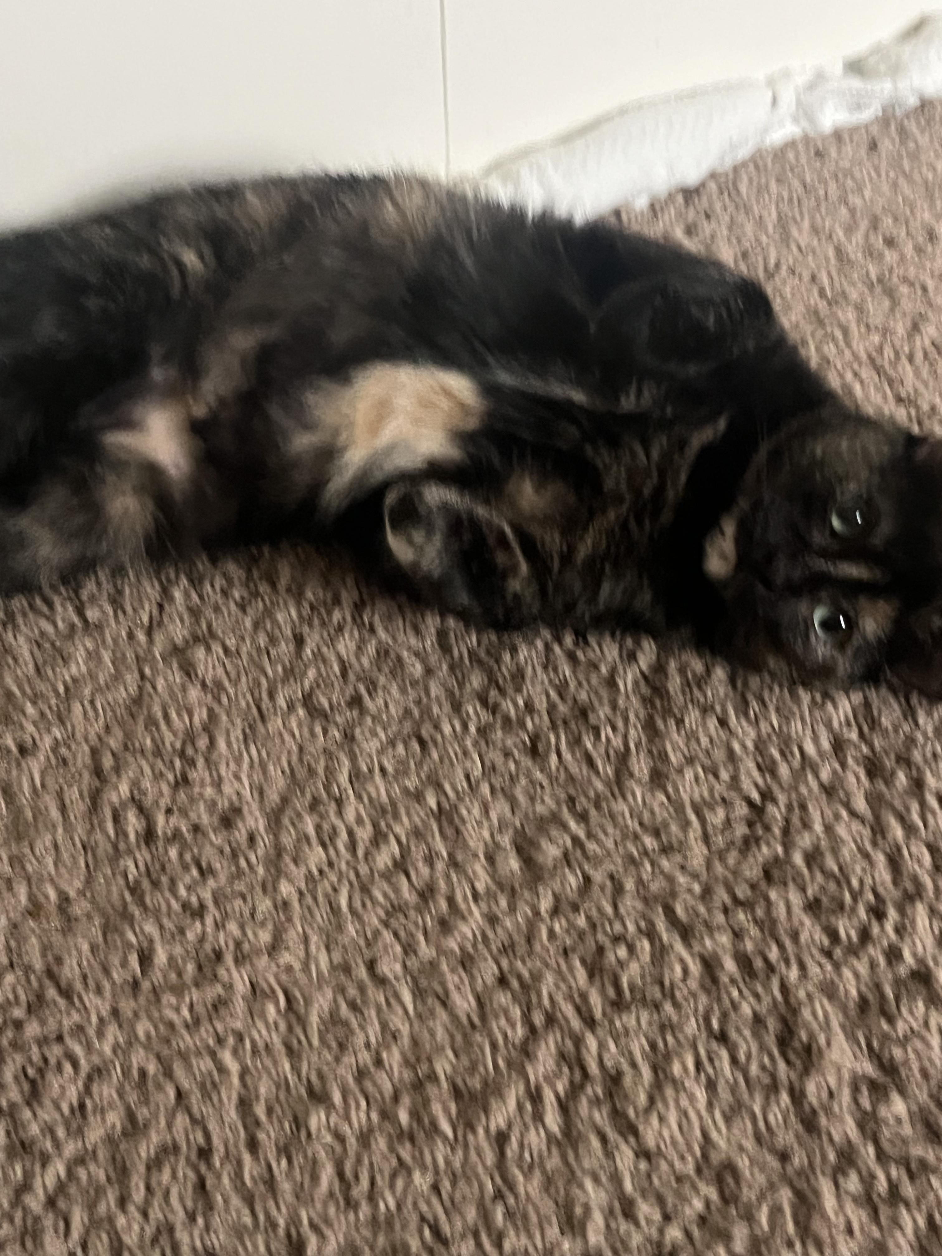 Enlarge Maggie @ Pet Supplies Plus Woodhaven, a Adoptable Tortoiseshell in Woodhaven, MI image 4/6