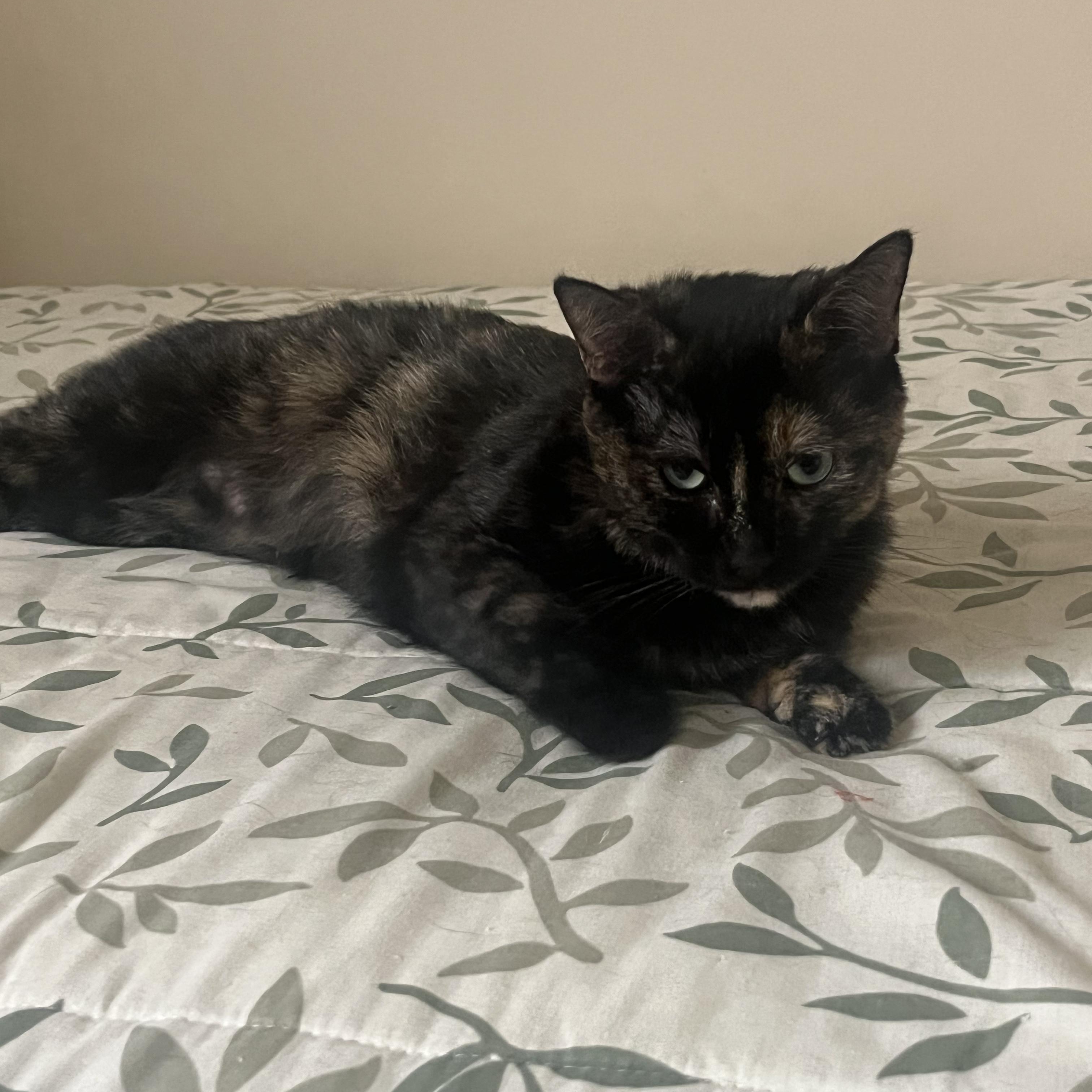 Enlarge Maggie @ Pet Supplies Plus Woodhaven, a Adoptable Tortoiseshell in Woodhaven, MI image 1/6