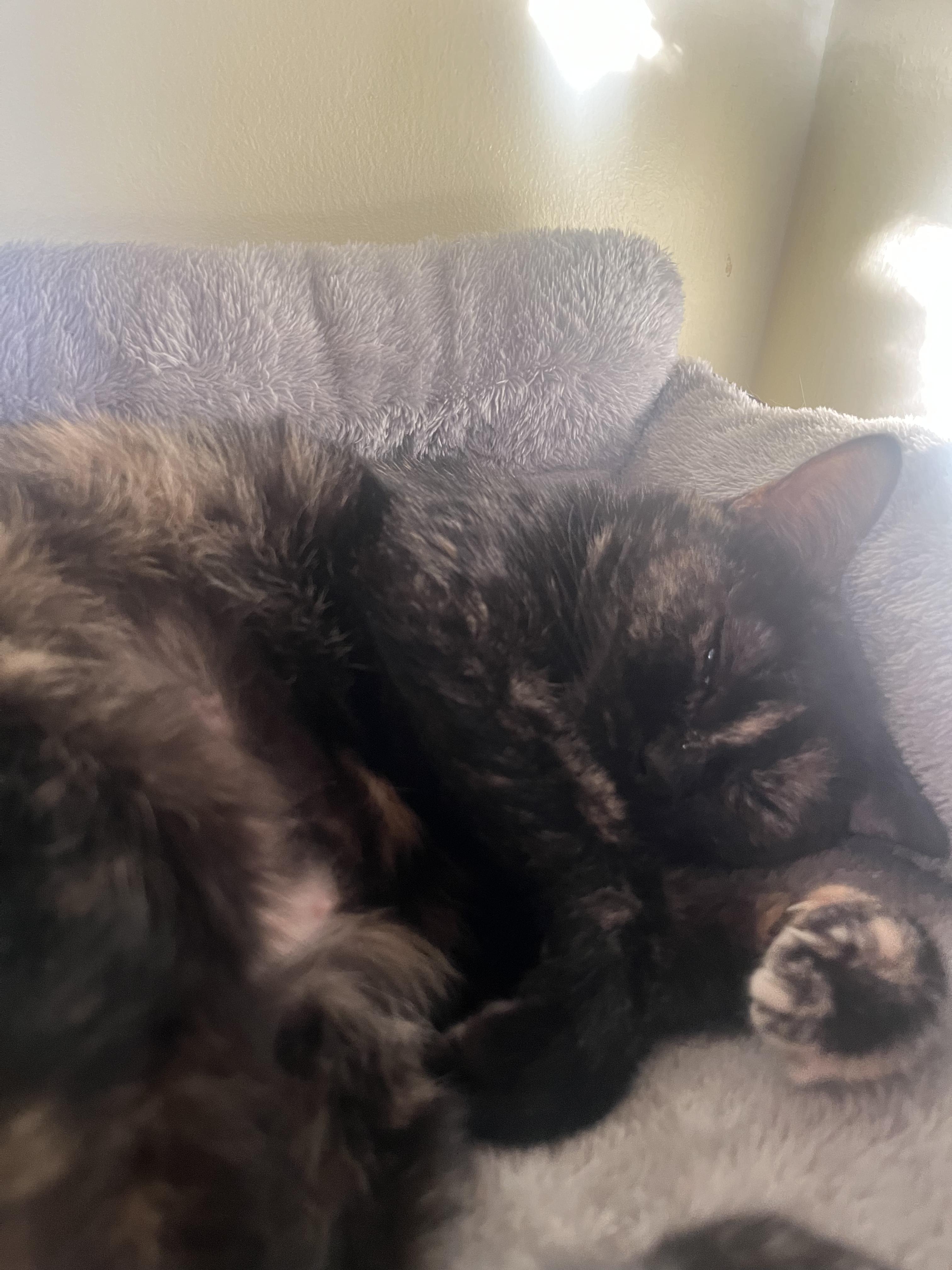 Enlarge Maggie @ Pet Supplies Plus Woodhaven, a Adoptable Tortoiseshell in Woodhaven, MI image 2/6