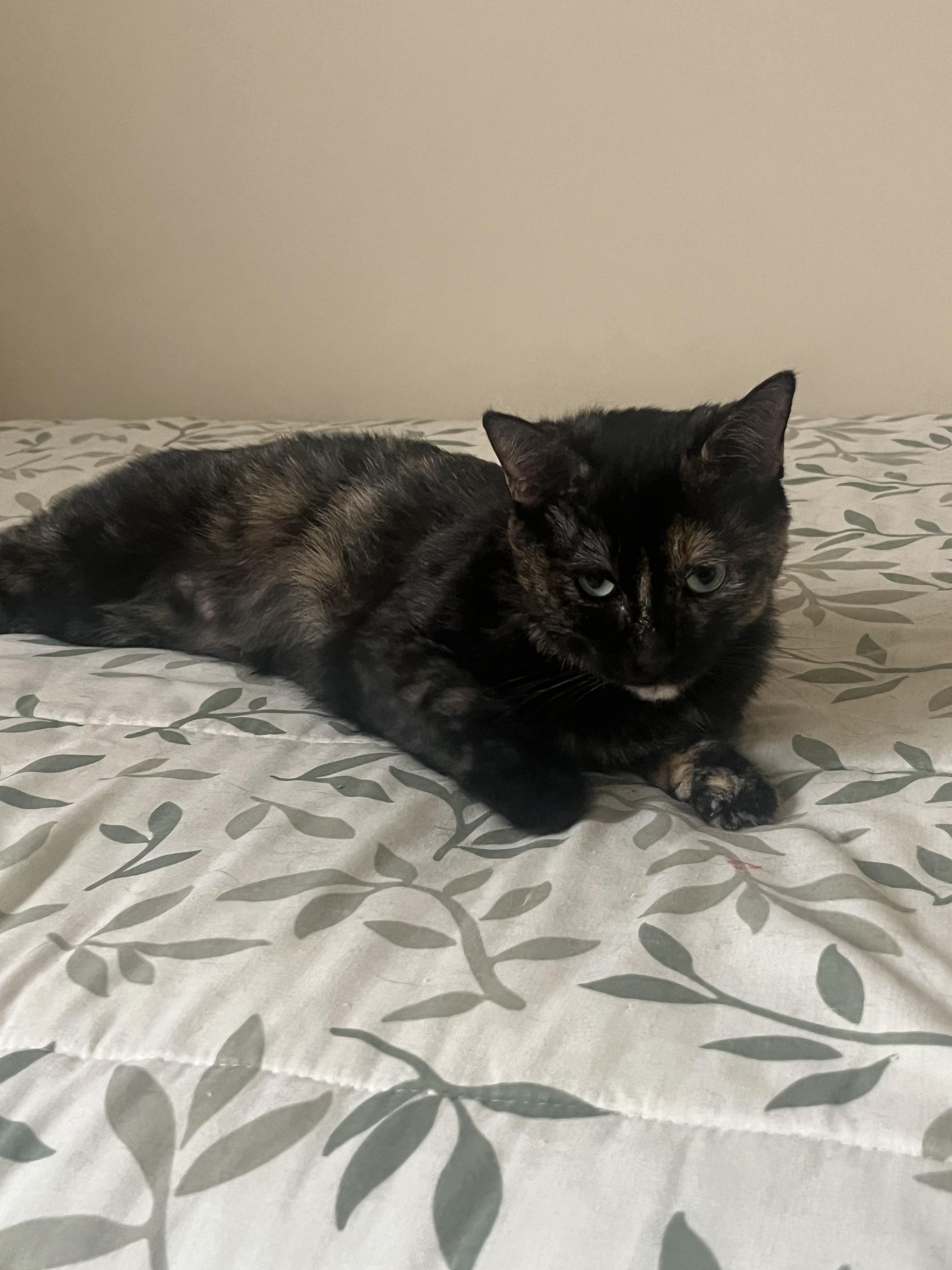 Enlarge Maggie @ Pet Supplies Plus Woodhaven, a Adoptable Tortoiseshell in Woodhaven, MI image 5/6