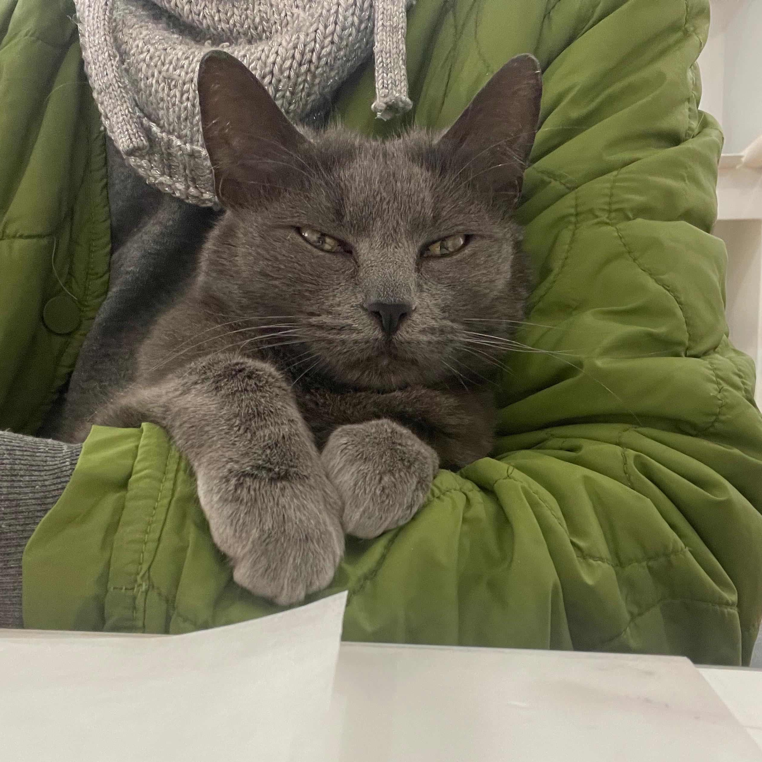 Enlarge Venus, a ADOPTABLE American Shorthair in Weehawken, NJ image 4/6