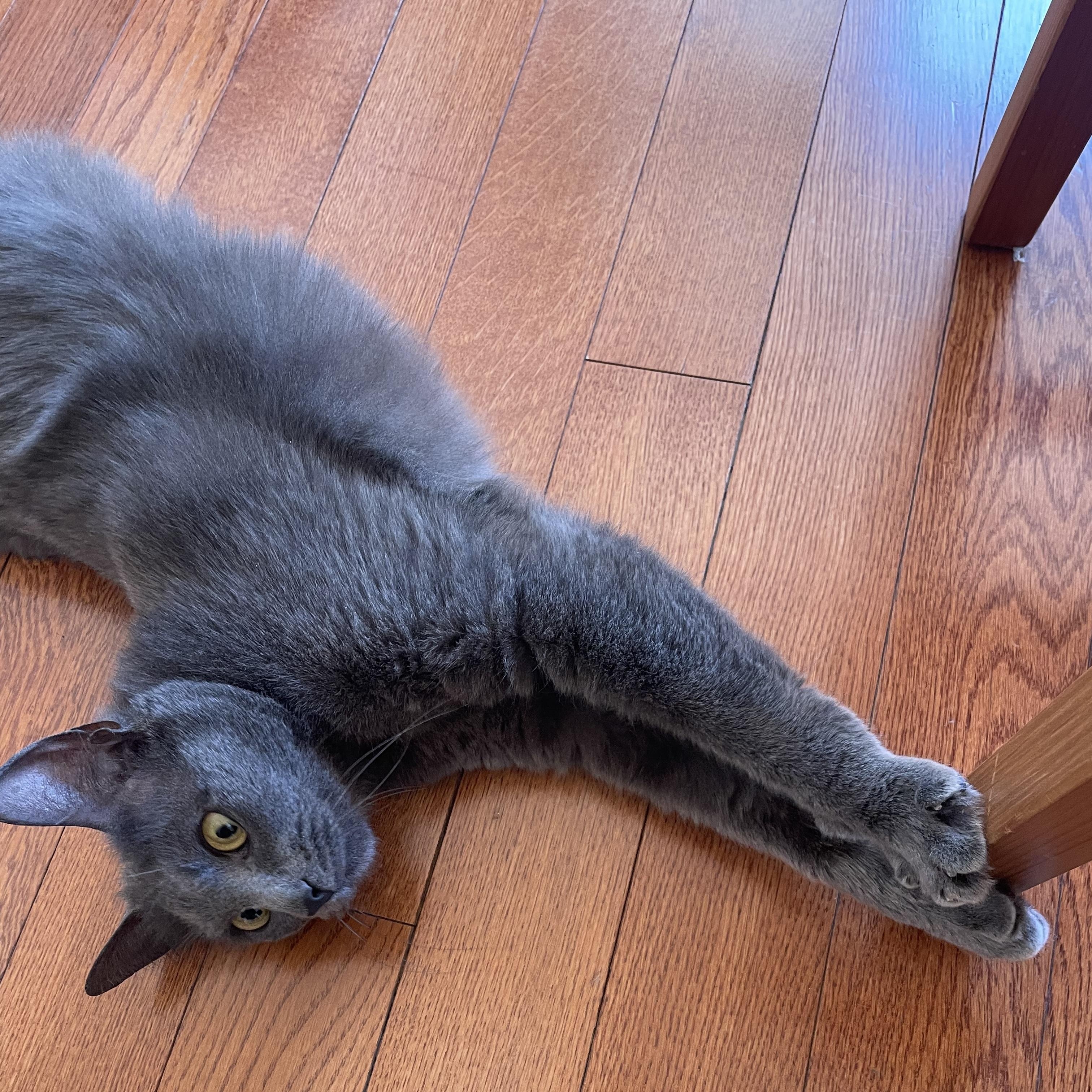 Enlarge Venus, a ADOPTABLE American Shorthair in Weehawken, NJ image 6/6