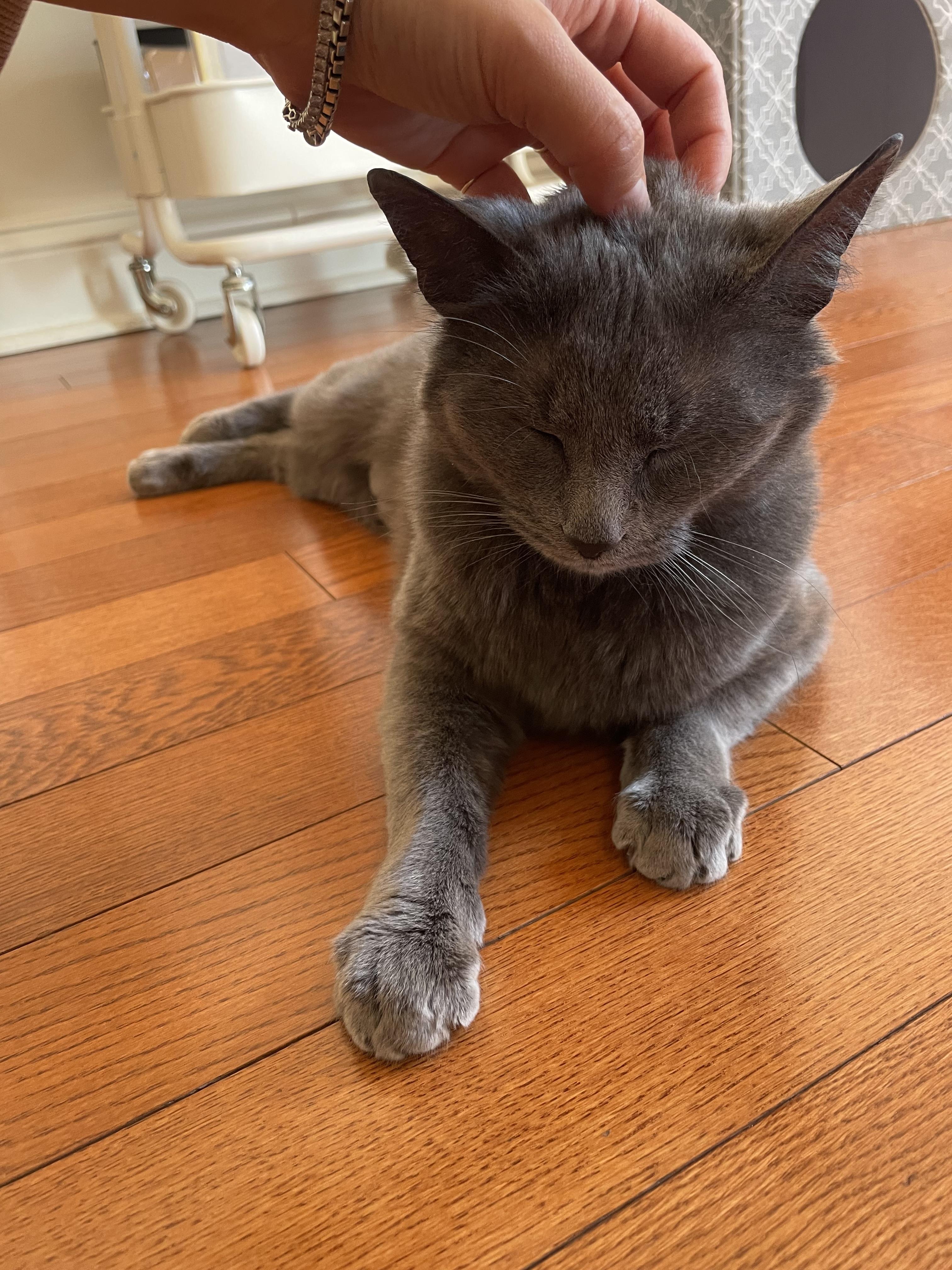 Enlarge Venus, a ADOPTABLE American Shorthair in Weehawken, NJ image 3/6