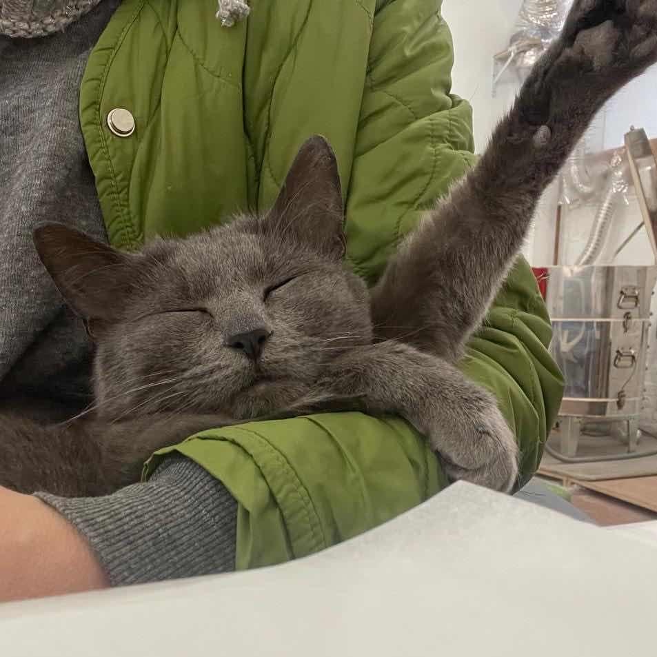 Enlarge Venus, a ADOPTABLE American Shorthair in Weehawken, NJ image 1/6