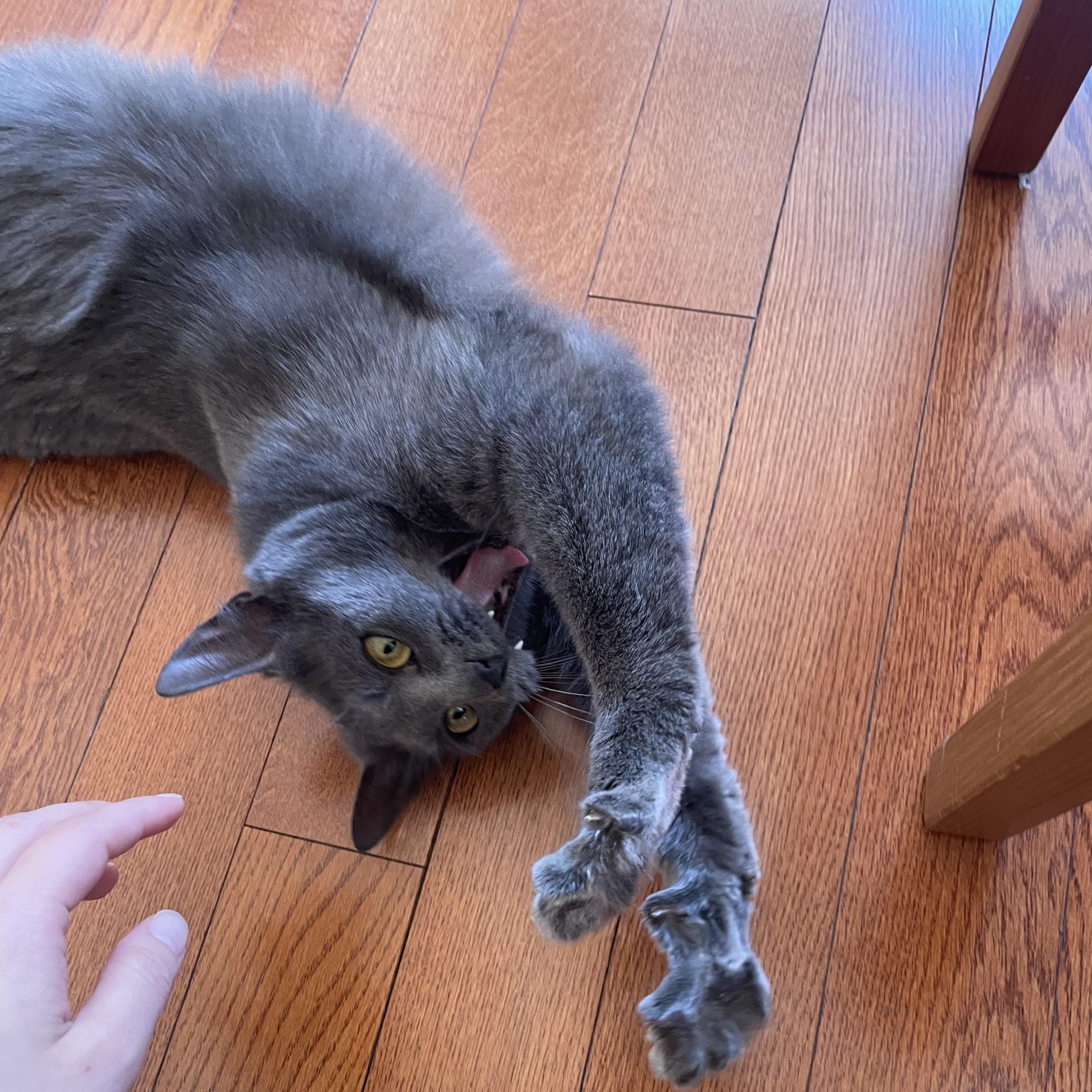 Enlarge Venus, a ADOPTABLE American Shorthair in Weehawken, NJ image 5/6