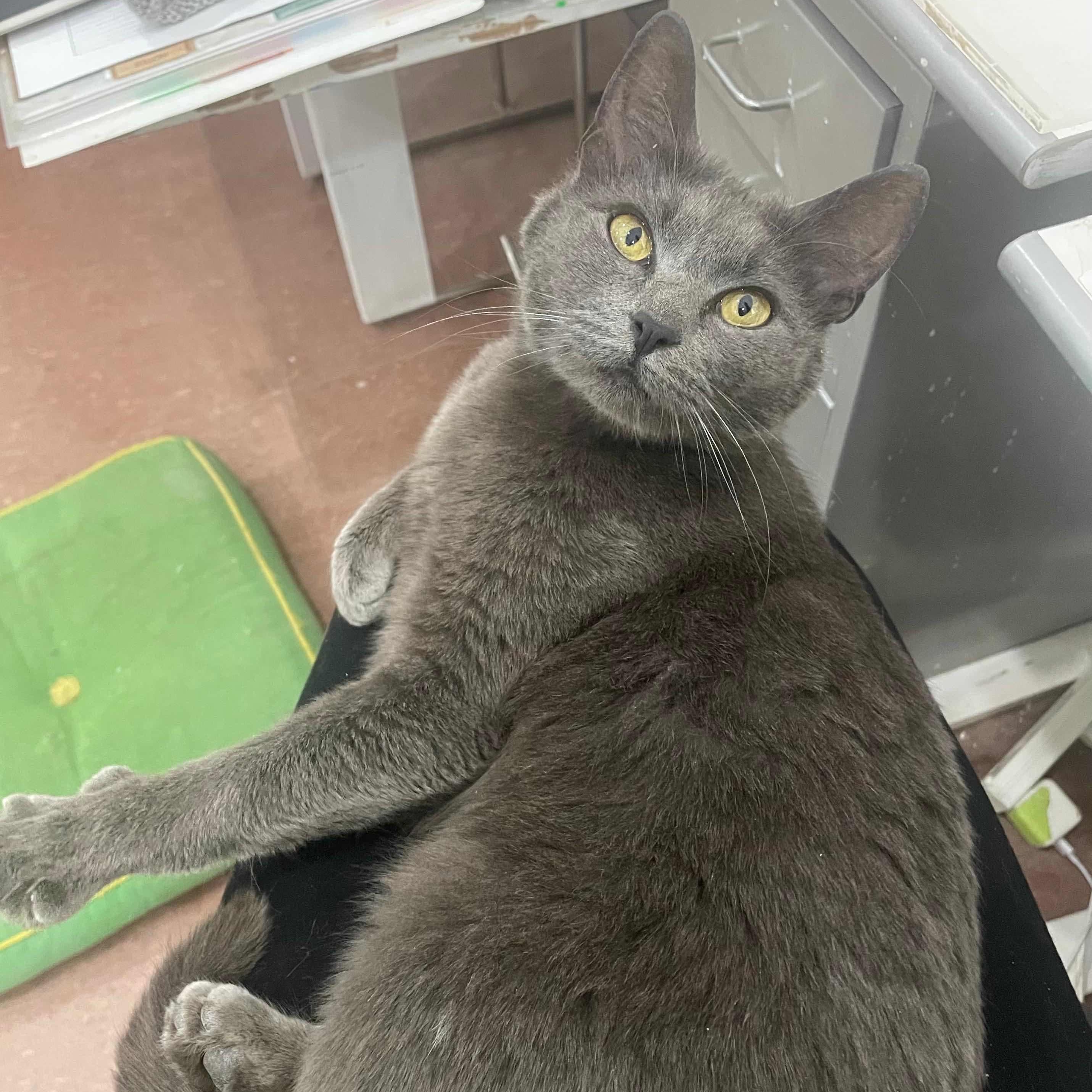 Enlarge Venus, a ADOPTABLE American Shorthair in Weehawken, NJ image 2/6