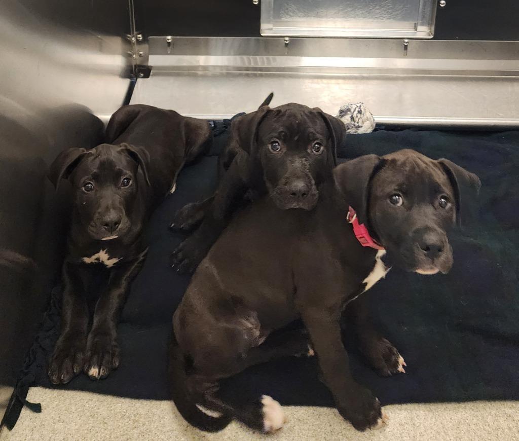 Bitzy Boo, Adoptable, Puppy Female Pit Bull Terrier & Cane Corso.