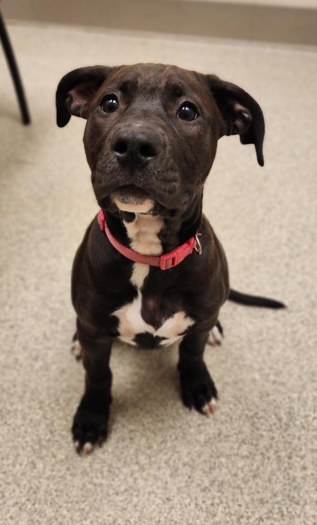 Enlarge Bitzy Boo, a Adoptable mixed breed in Superior, WI image 2/2