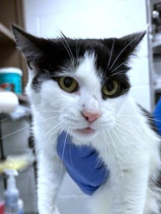 Vela, Adoptable, Young Female Domestic Short Hair & Domestic Short Hair.