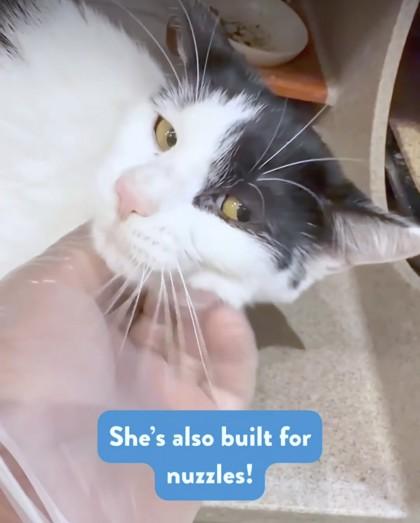 Enlarge Vela, a Adoptable mixed breed in Washington, DC image 1/2