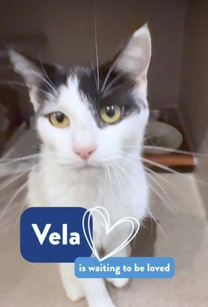Enlarge Vela, a Adoptable mixed breed in Washington, DC image 2/2