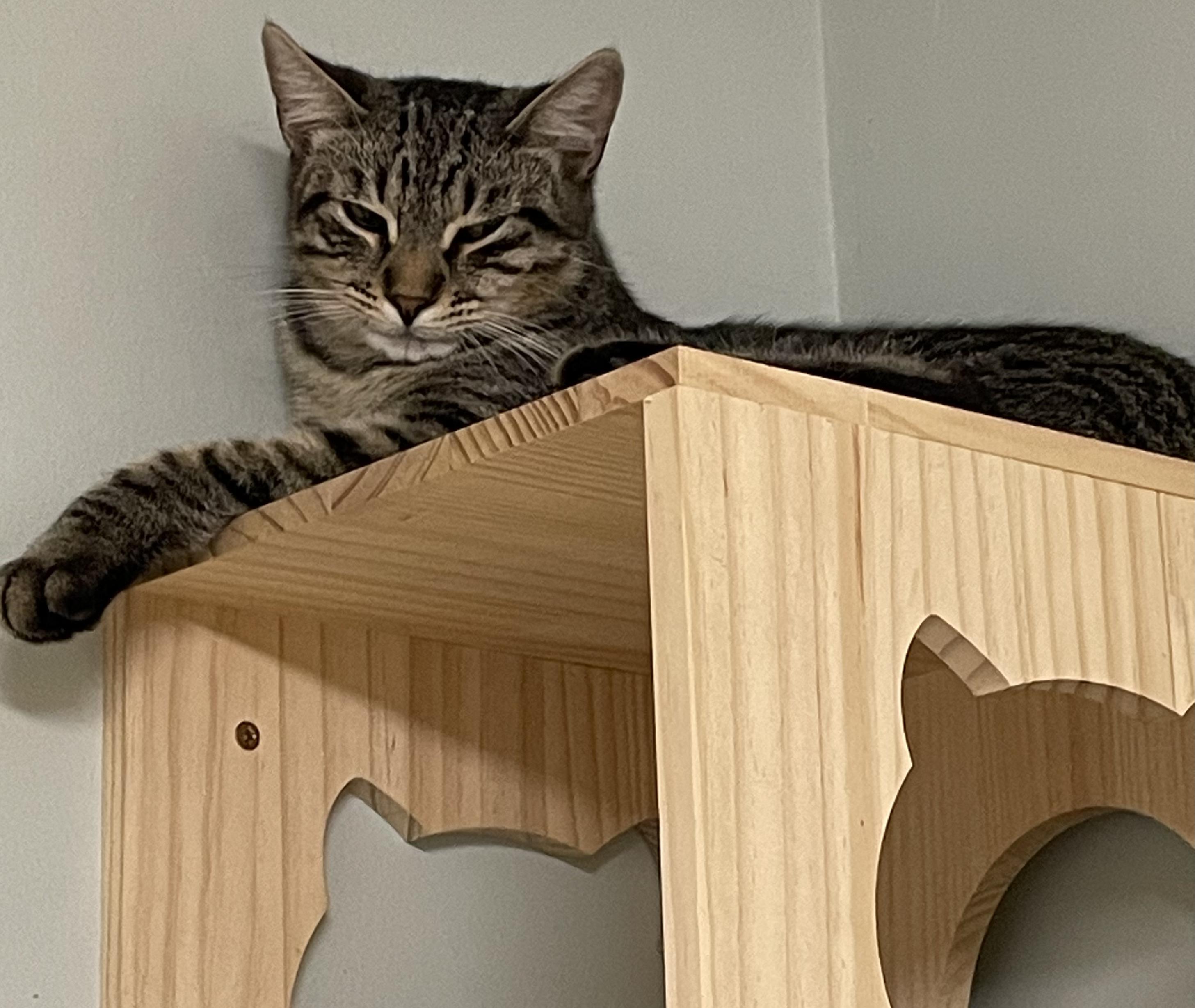 Enlarge Piper, a Adoptable Domestic Short Hair in Suffolk, VA image 1/2