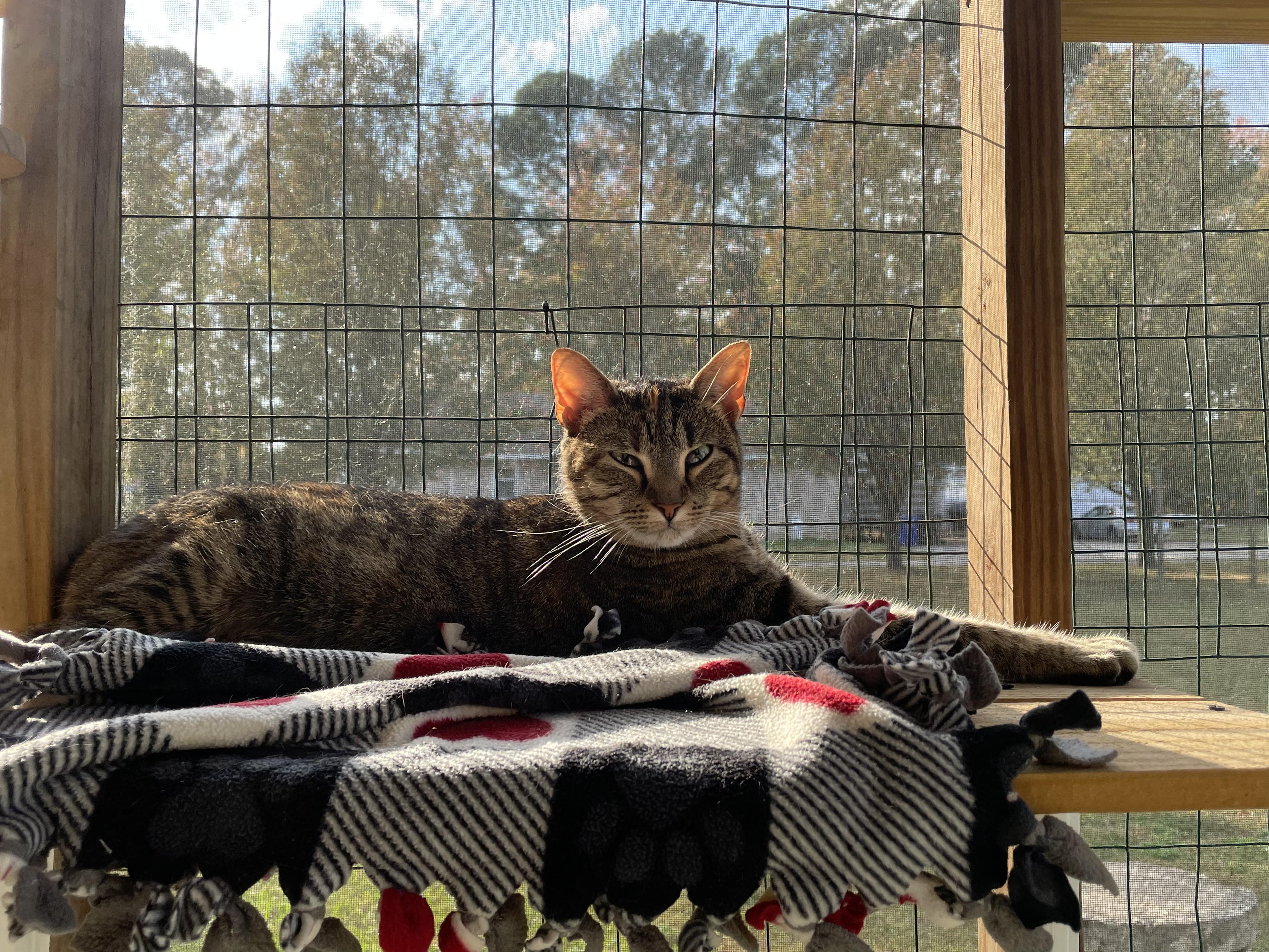 Enlarge Piper, a Adoptable Domestic Short Hair in Suffolk, VA image 2/2