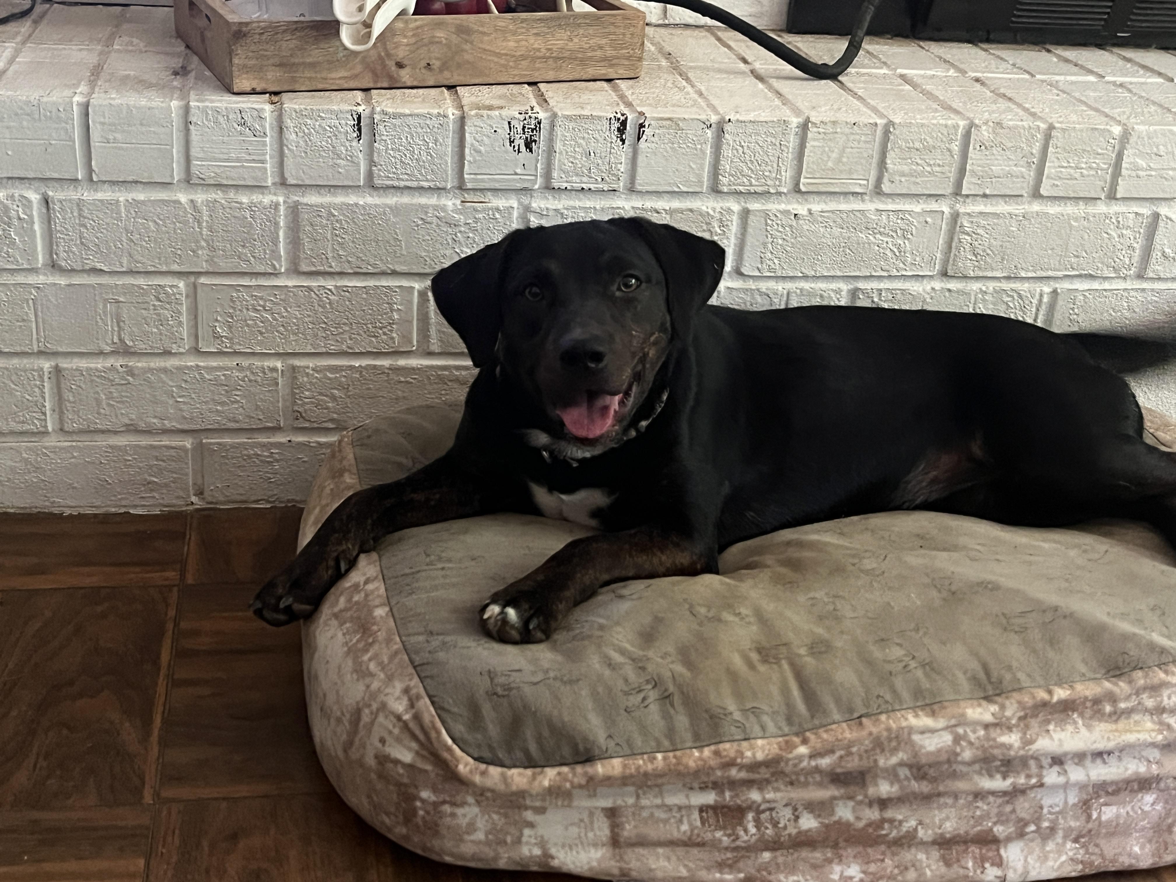 Reba, ADOPTABLE, Young Female Mixed Breed.
