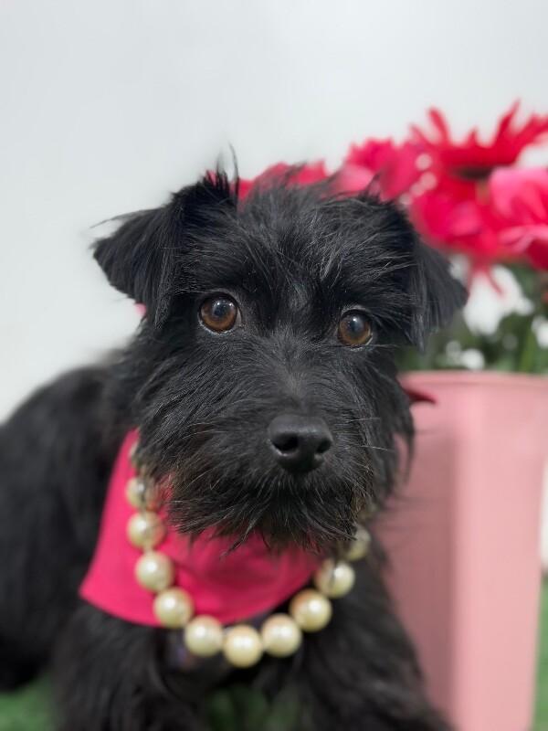 Collette-One of our Amazing Rescue Dogs, adopted, Young Female Scottish Terrier & Schnauzer.