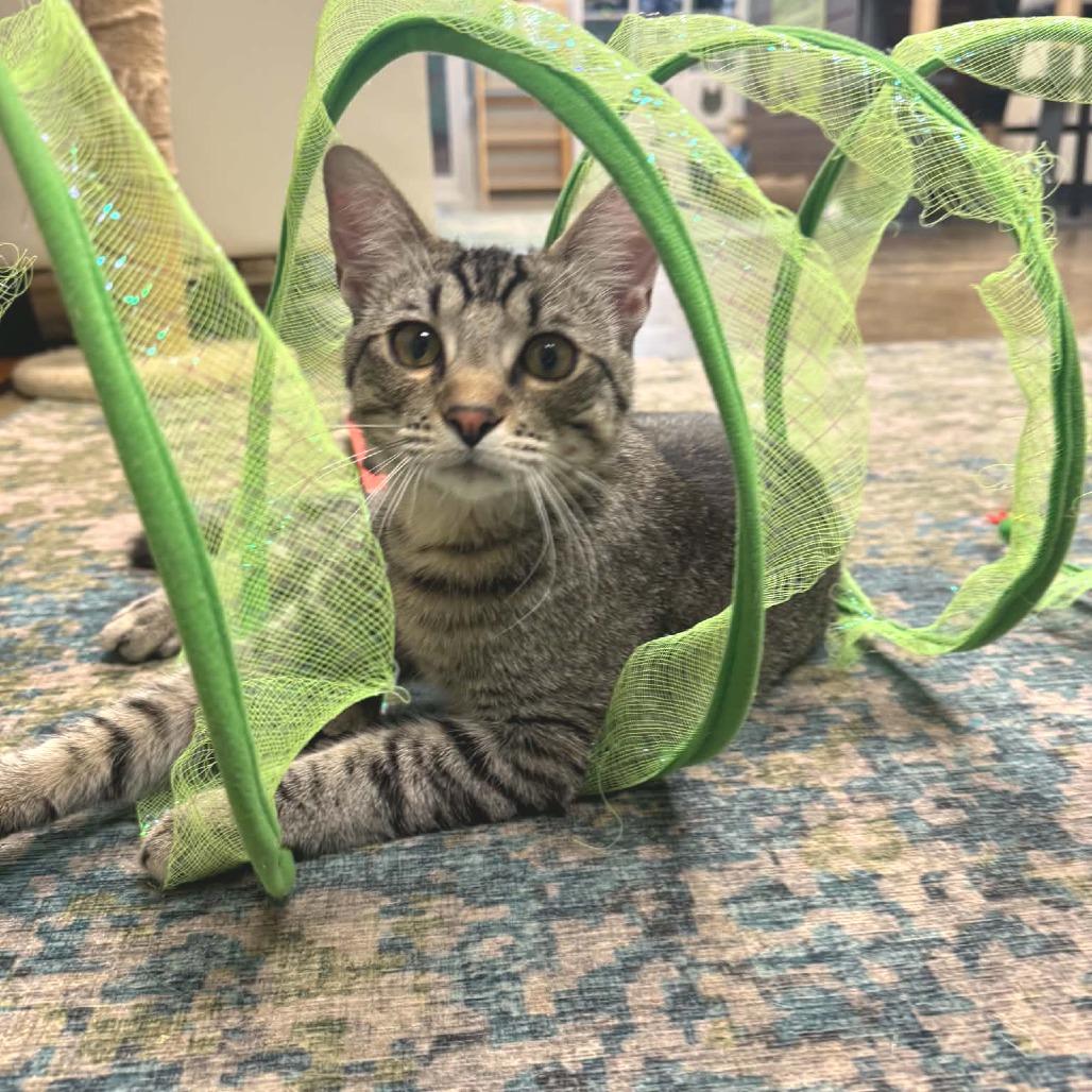 Clark, Adoptable, Young Male Domestic Short Hair.
