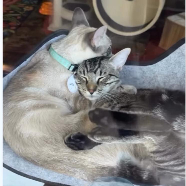 Enlarge Clark, a Adoptable Domestic Short Hair in Huntsville, AL image 2/5