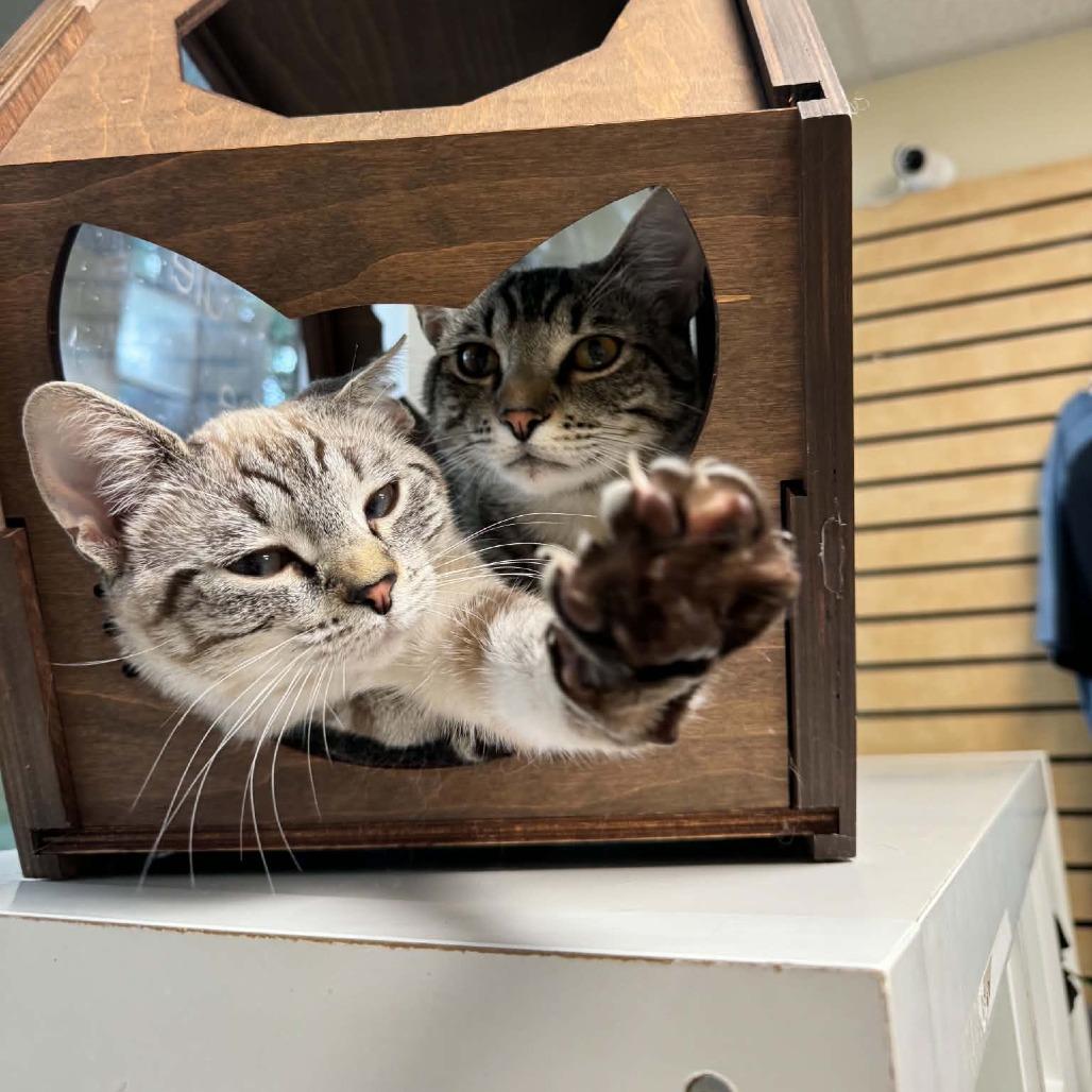 Enlarge Clark, a Adoptable Domestic Short Hair in Huntsville, AL image 4/5