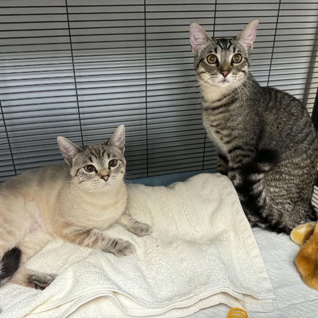 Enlarge Clark, a Adoptable Domestic Short Hair in Huntsville, AL image 5/5