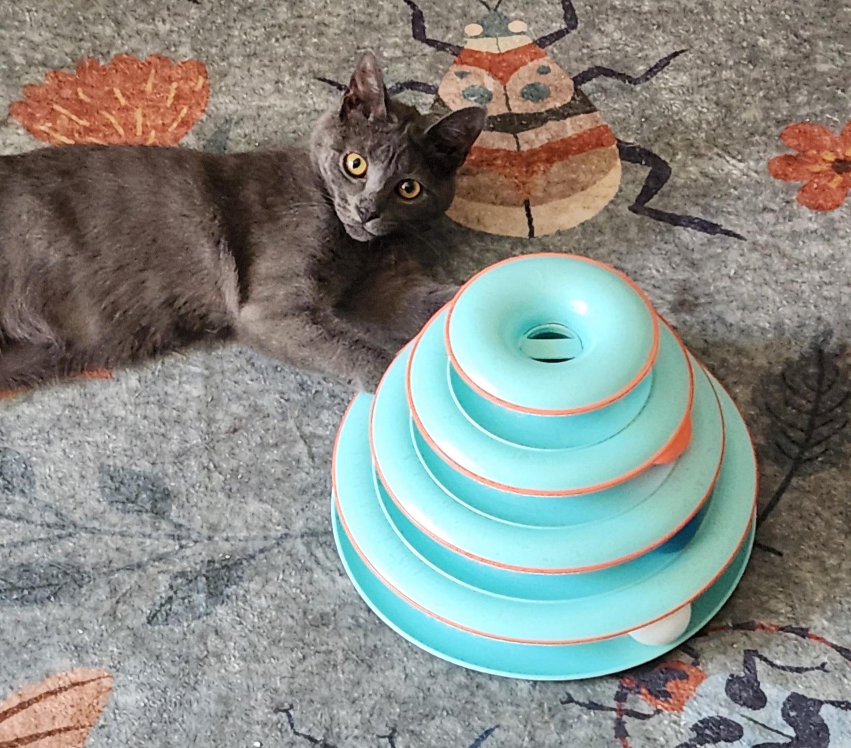 Freida, a ADOPTABLE Domestic Short Hair in Linden, NJ image 4/6