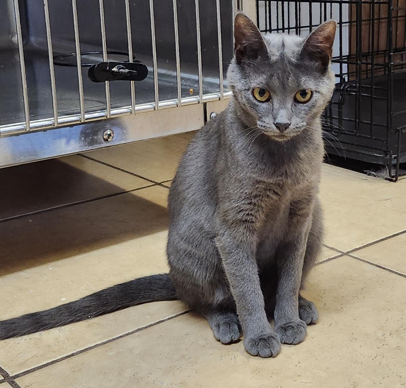 Freida, a ADOPTABLE Domestic Short Hair in Linden, NJ image 5/6