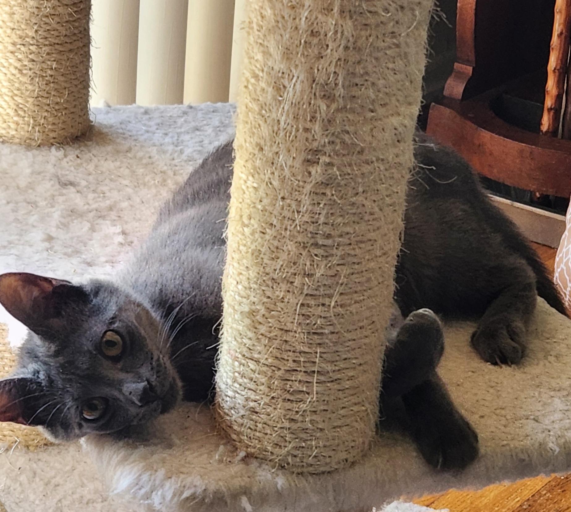 Freida, a ADOPTABLE Domestic Short Hair in Linden, NJ image 6/6