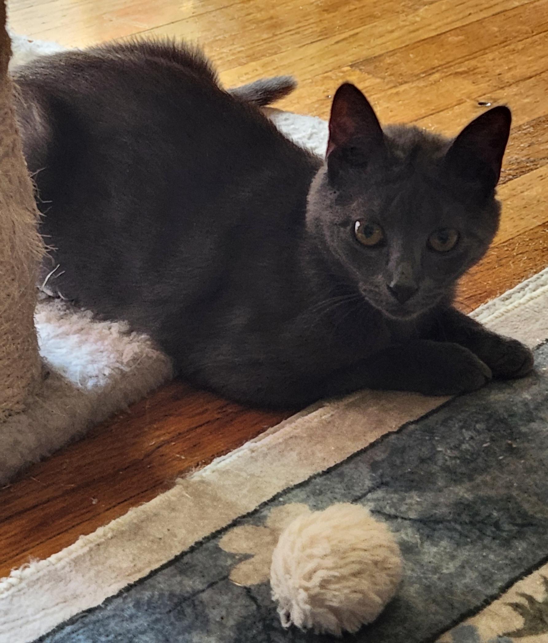 Freida, a ADOPTABLE Domestic Short Hair in Linden, NJ image 2/6