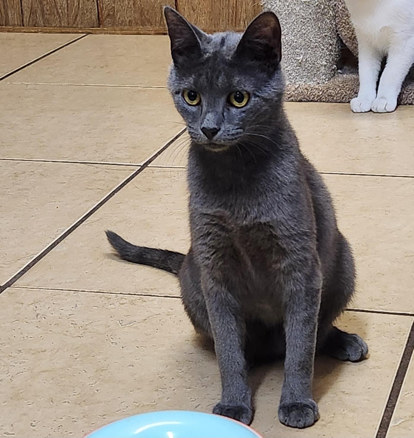 Freida, a ADOPTABLE Domestic Short Hair in Linden, NJ image 1/6