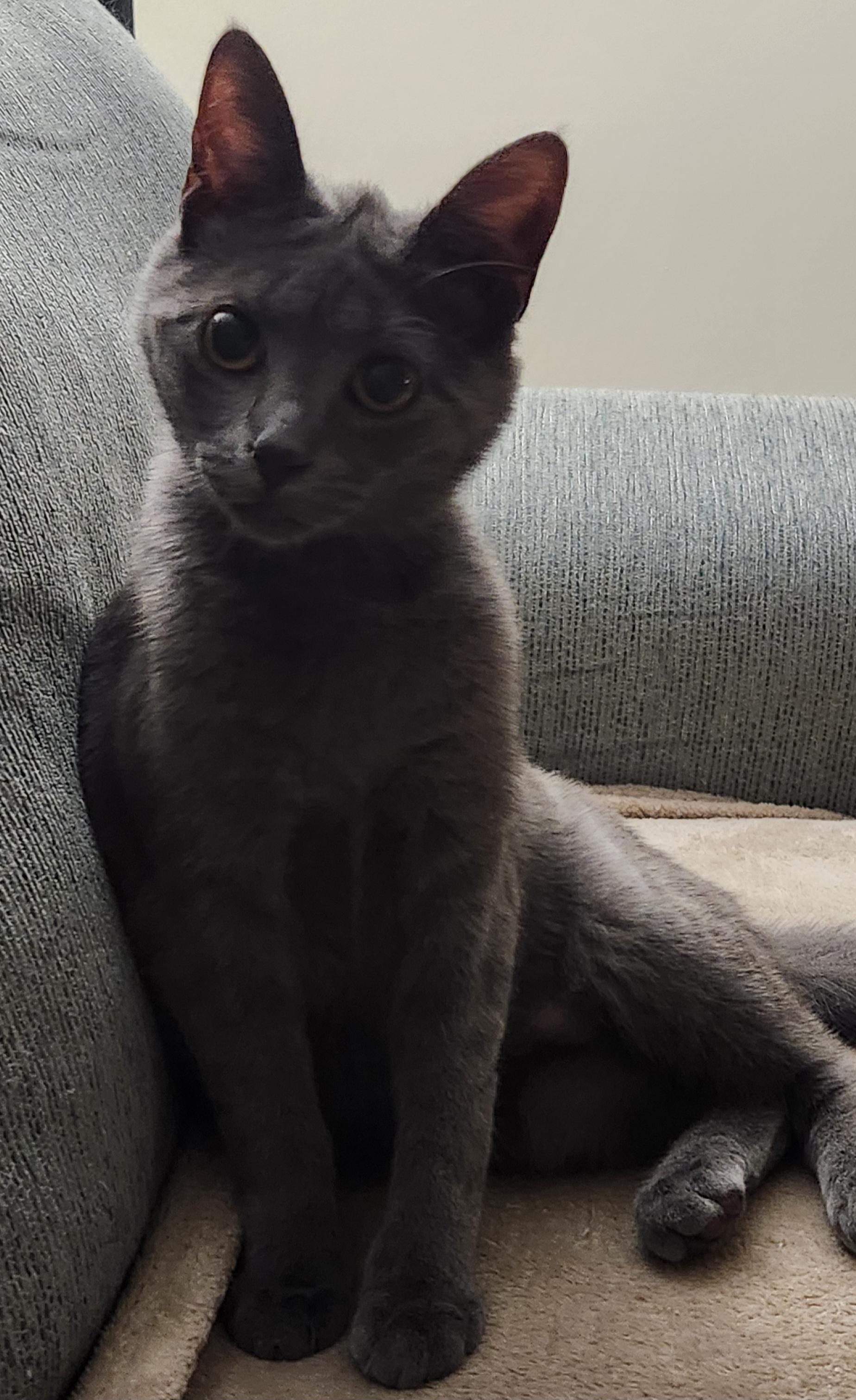 Freida, a ADOPTABLE Domestic Short Hair in Linden, NJ image 3/6