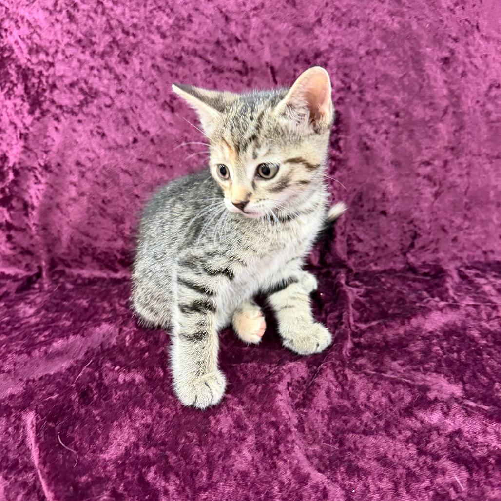 Enlarge Bertha, a Adoptable Domestic Short Hair in Raleigh, NC image 1/4