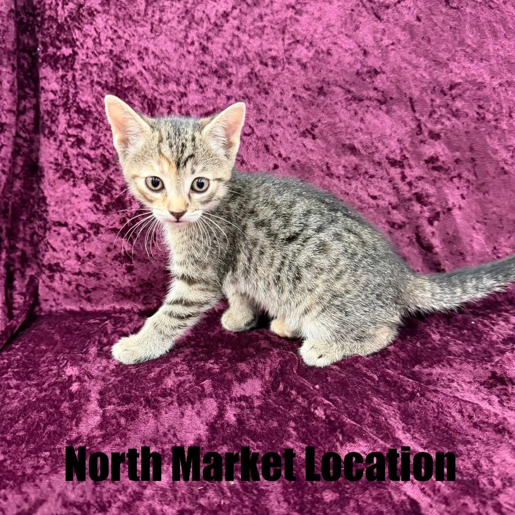 Enlarge Bertha, a Adoptable Domestic Short Hair in Raleigh, NC image 2/4
