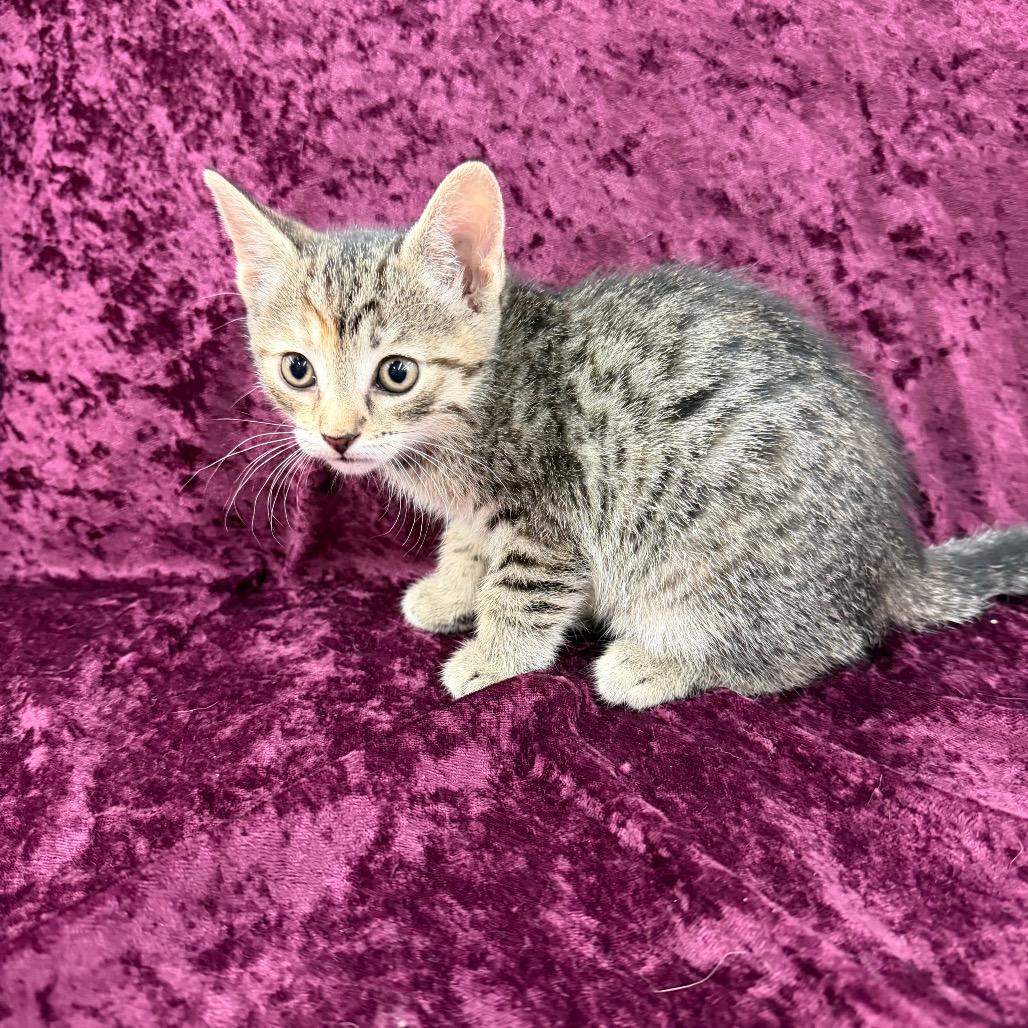 Enlarge Bertha, a Adoptable Domestic Short Hair in Raleigh, NC image 3/4
