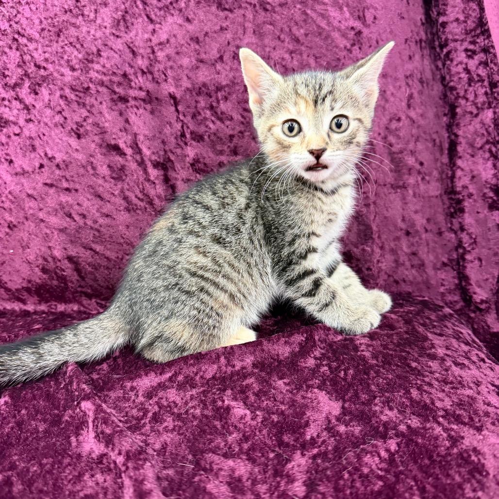 Enlarge Bertha, a Adoptable Domestic Short Hair in Raleigh, NC image 4/4