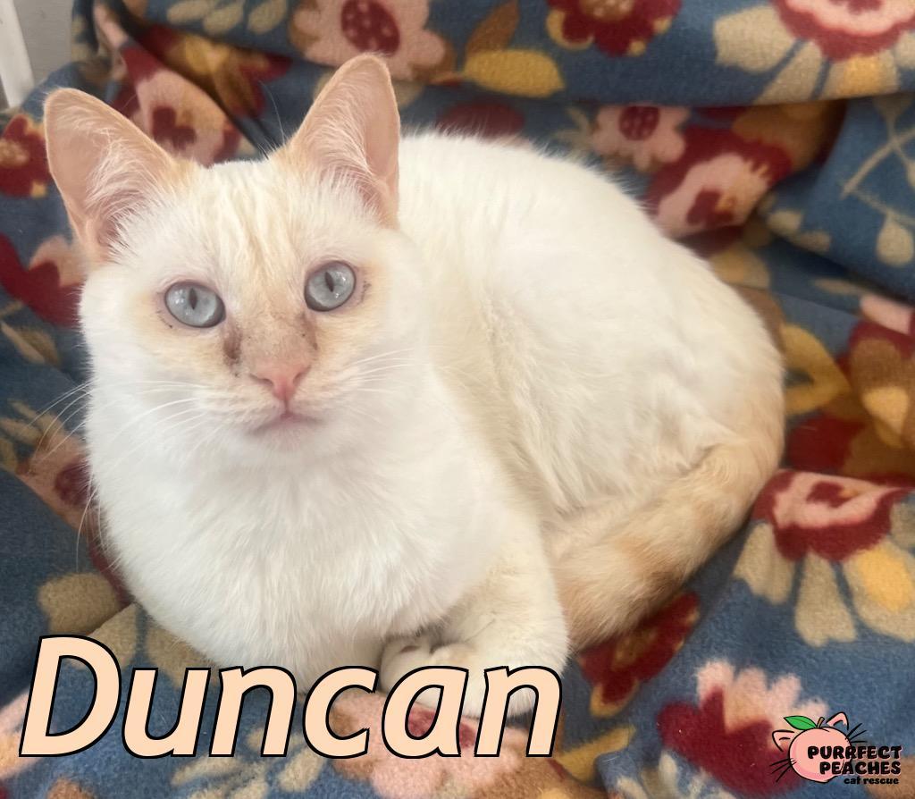 Enlarge Duncan, a Adoptable mixed breed in Douglasville, GA image 2/5