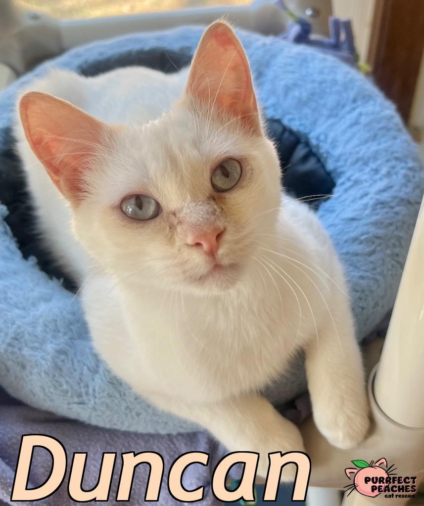 Enlarge Duncan, a Adoptable mixed breed in Douglasville, GA image 3/5