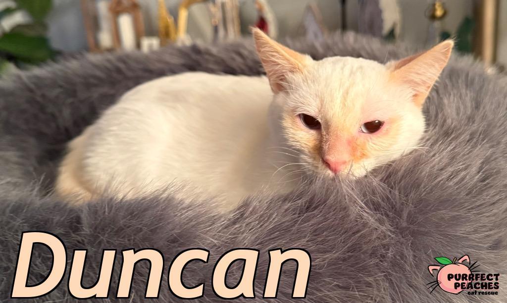Enlarge Duncan, a Adoptable mixed breed in Douglasville, GA image 5/5